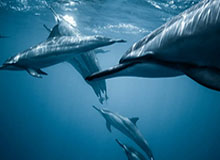 开云体育-张外龙：为了荣誉和精神去战斗卡尔德克不愧是队长